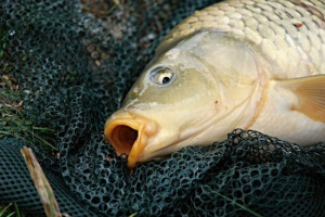 Giants se pojavio u gradu pauze Giants se pojavio u gradu pauze